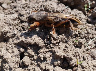 Medved&iacute;k obyčajn&yacute;