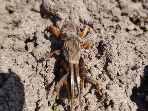 Mole cricket 