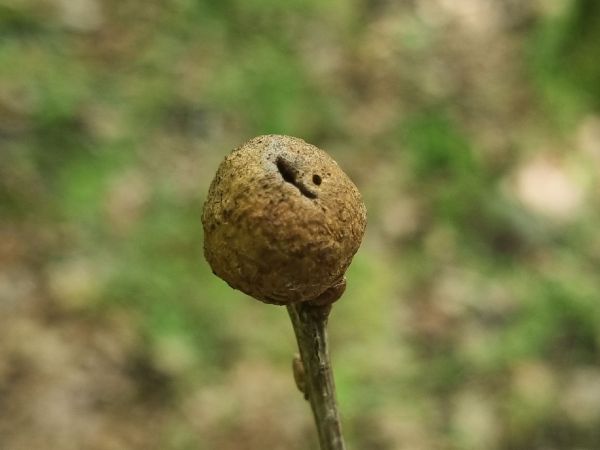 Gall wasp Andricus glutinosus