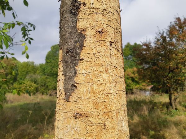 Ash bark beetle