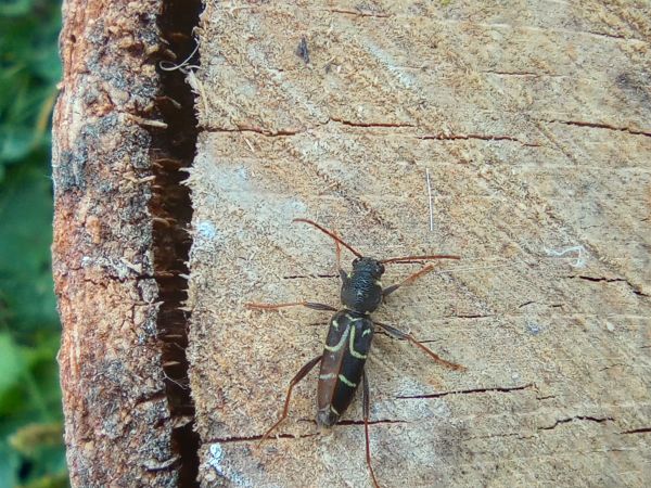 Long-horned beetle Xylotrechus antilope