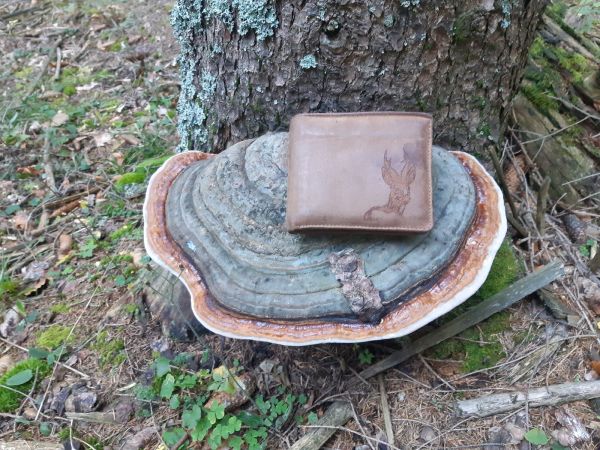 Red banded polypore