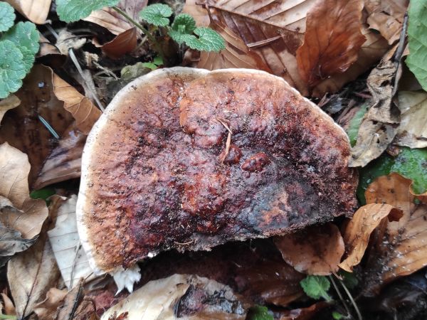 Red banded polypore