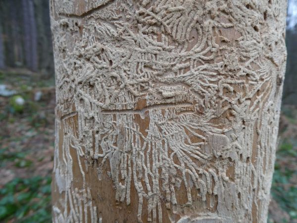 Ash bark beetle