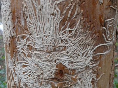 Lykokaz jaseňov&yacute;