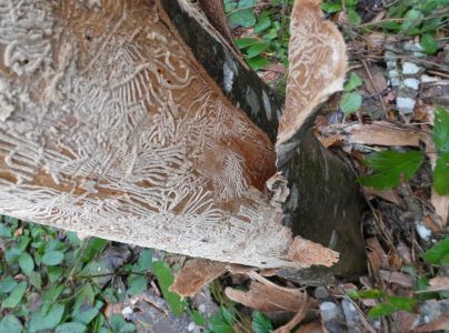 Lykokaz jaseňov&yacute;