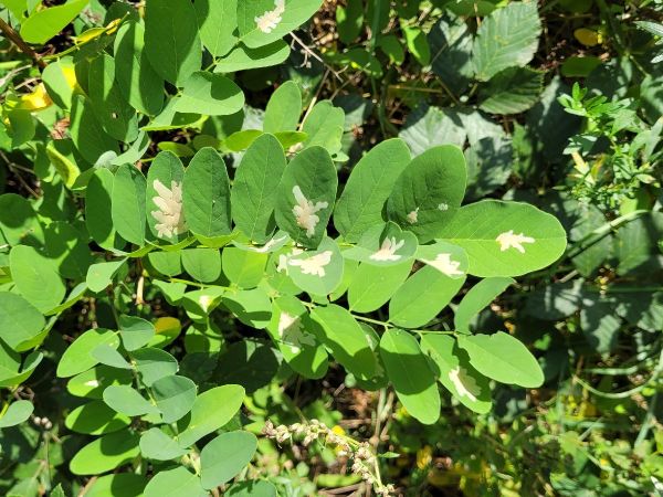 Locust digitate leaf miner