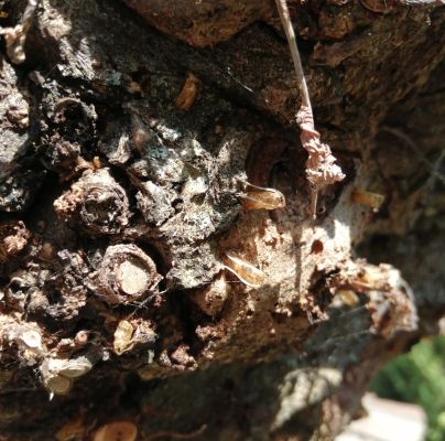 A - nejednoznačne určen&yacute;, nie sme si ist&iacute;