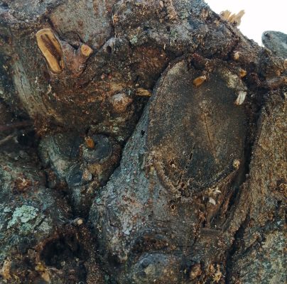 A - nejednoznačne určen&yacute;, nie sme si ist&iacute;