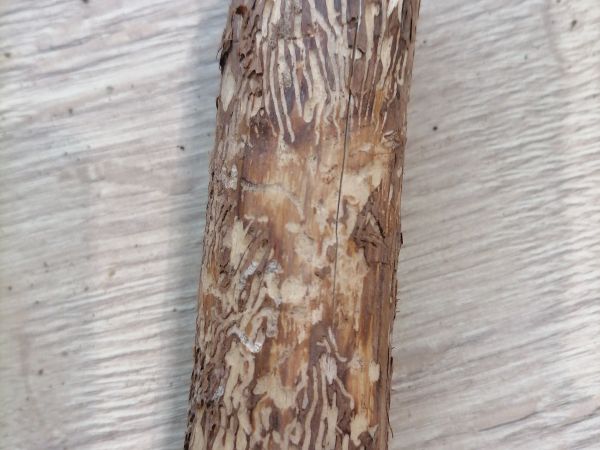 Small spruce bark beetle