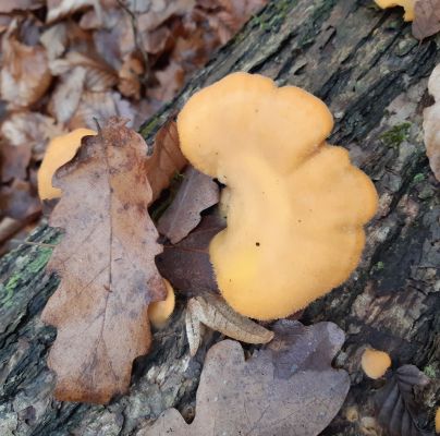 A - nejednoznačne určen&yacute;, nie sme si ist&iacute;