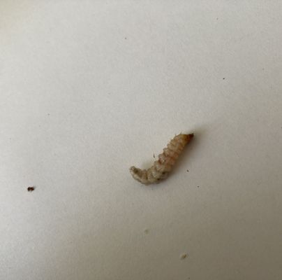 A - nejednoznačne určen&yacute;, nie sme si ist&iacute;