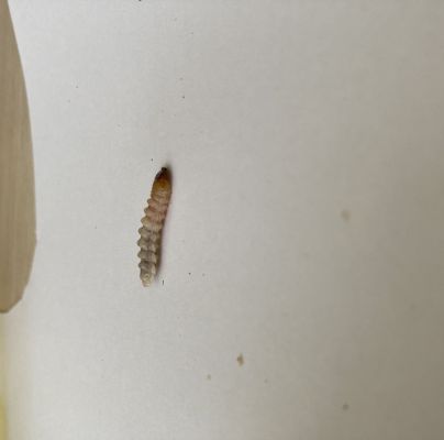 A - nejednoznačne určen&yacute;, nie sme si ist&iacute;