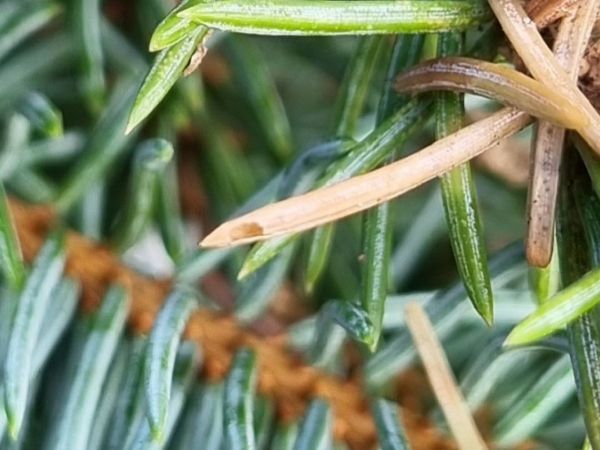 Orange spruce needleminer