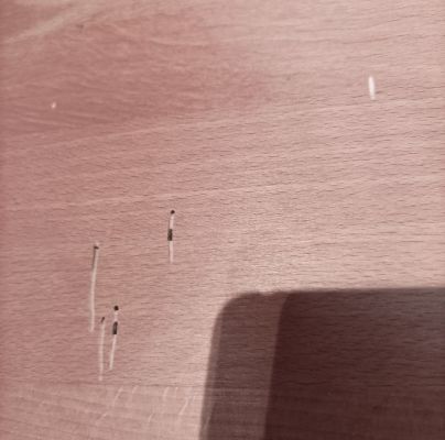 Ptilinus pectinicornis