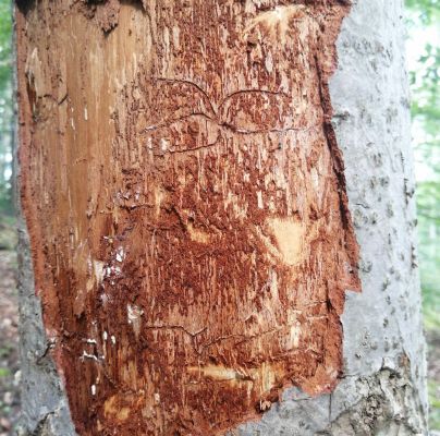 Pityokteines spinidens