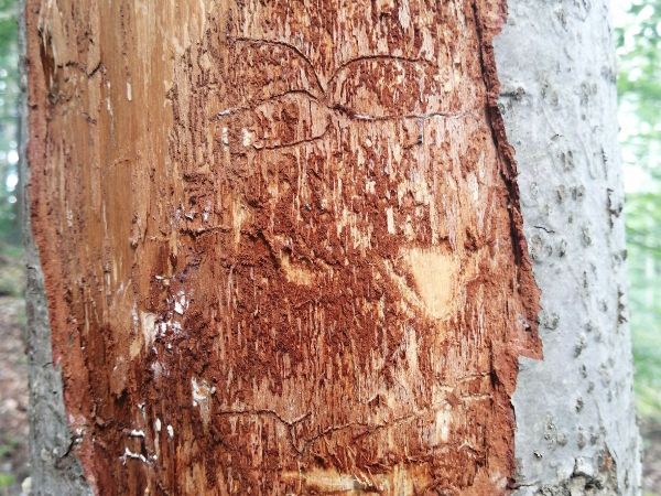 Fir bark beetle Pityokteines spinidens