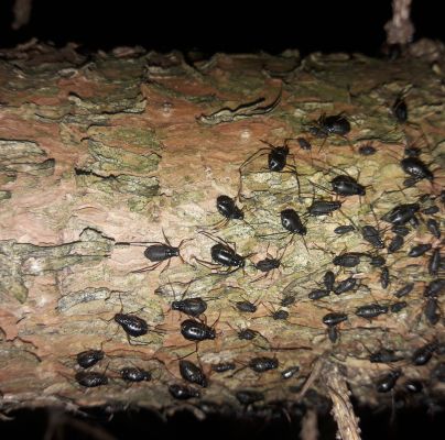 A - nejednoznačne určen&yacute;, nie sme si ist&iacute;