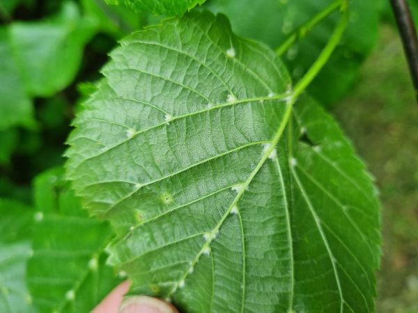 Mite Eriophyes exilis