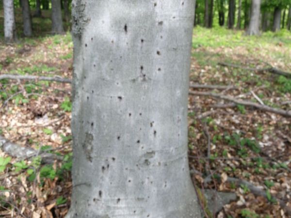 Beech bark beetle