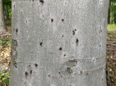 Lykožr&uacute;t bukov&yacute;