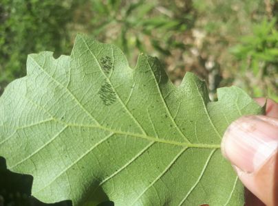 Sietnička dubov&aacute;