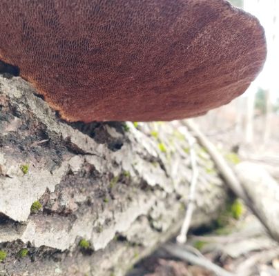 Daedaleopsis confragosa 