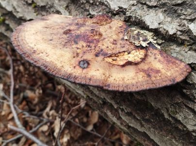 Sieťkovček červenkast&yacute;