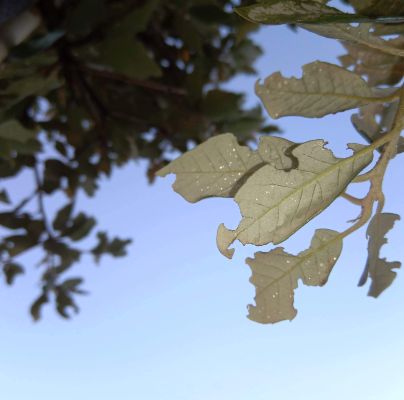 A - nejednoznačne určen&yacute;, nie sme si ist&iacute;