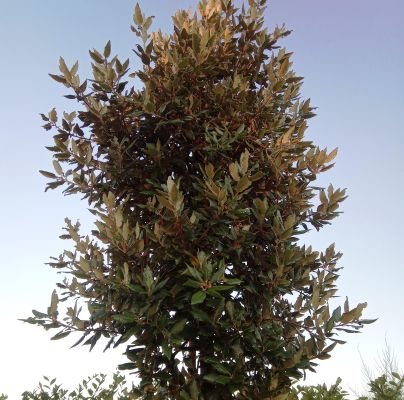 A - nejednoznačne určen&yacute;, nie sme si ist&iacute;