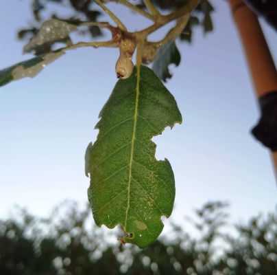 A - nejednoznačne určen&yacute;, nie sme si ist&iacute;