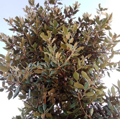 A - nejednoznačne určen&yacute;, nie sme si ist&iacute;