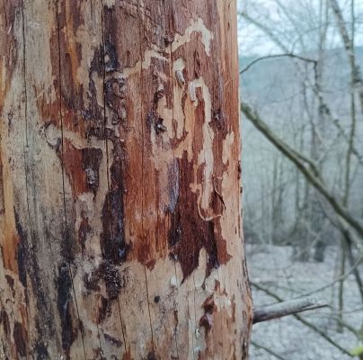 A - nejednoznačne určen&yacute;, nie sme si ist&iacute;