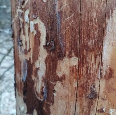 A - nejednoznačne určen&yacute;, nie sme si ist&iacute;