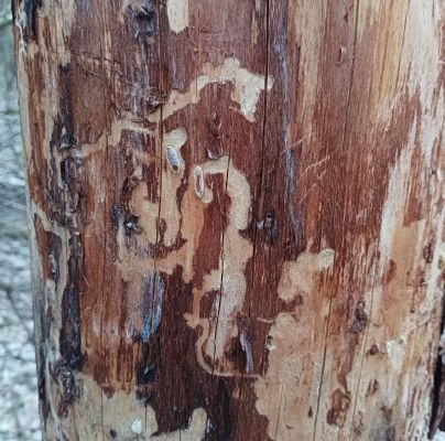 A - nejednoznačne určen&yacute;, nie sme si ist&iacute;