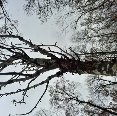 A - nejednoznačne určen&yacute;, nie sme si ist&iacute;