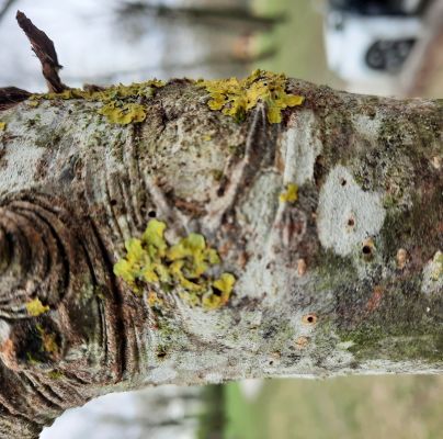A - nejednoznačne určen&yacute;, nie sme si ist&iacute;