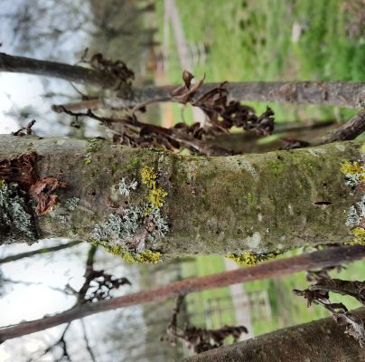 A - nejednoznačne určen&yacute;, nie sme si ist&iacute;