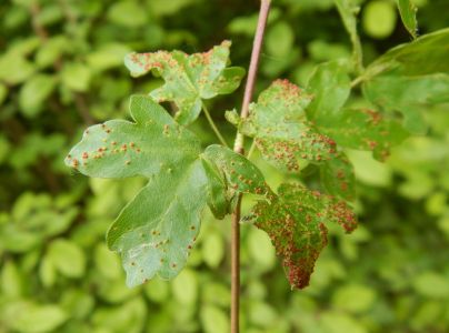 Vlnovn&iacute;k Murrayov