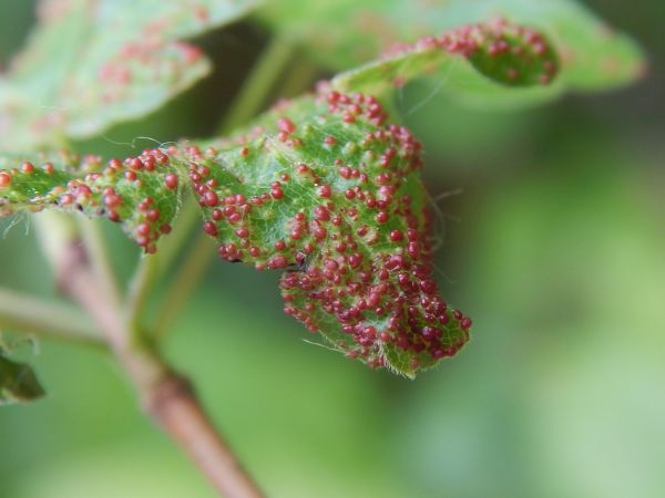 Gall mite Aceria myriadeum