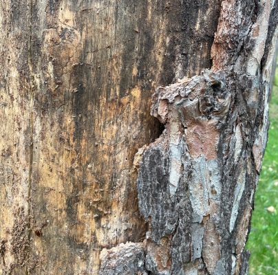 A - nejednoznačne určen&yacute;, nie sme si ist&iacute;