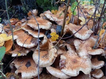 &Scaron;upinovka &scaron;upinat&aacute;