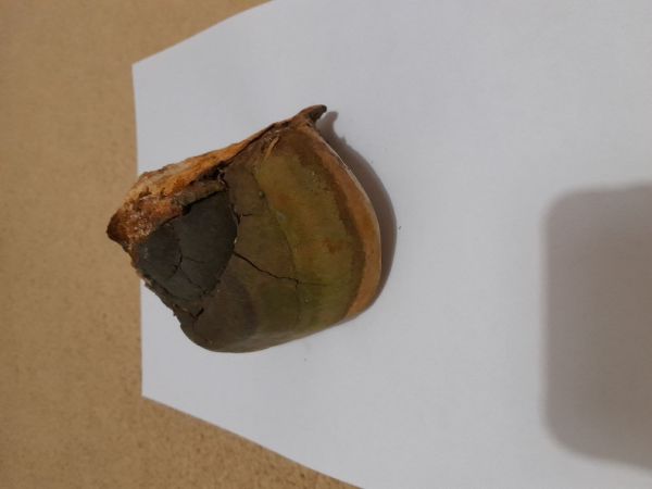 Hartig&acute;s white trunk rot