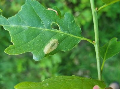 Plosk&aacute;čik dubinov&yacute;