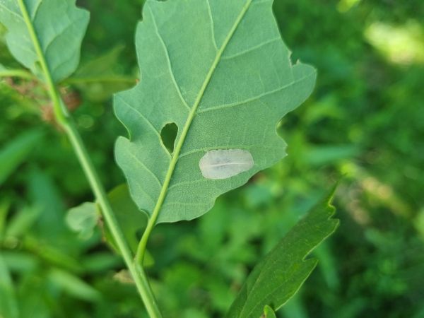 Leaf blotch miner moth