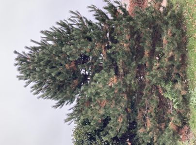 Sypavka borov&iacute;c hned&aacute;