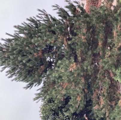 Mycosphaerella dearnessii