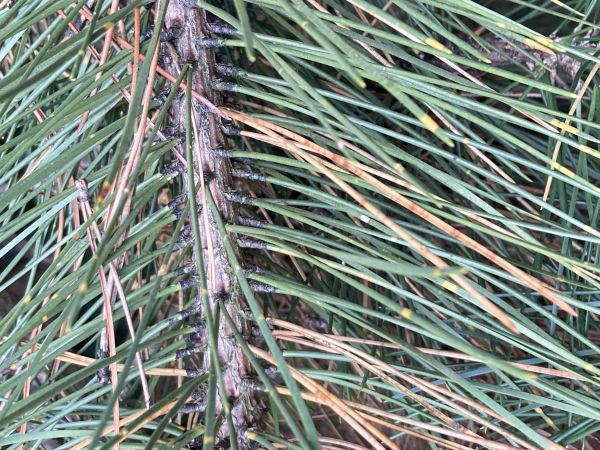 Brown spot needle blight