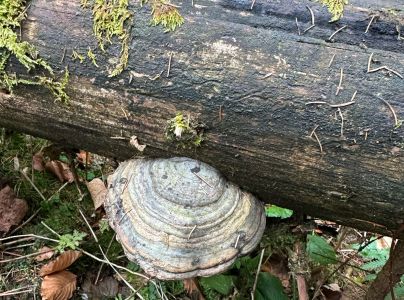 Pr&aacute;chnovček p&aacute;sikav&yacute; 