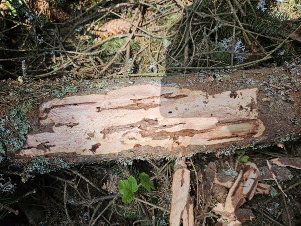 European spruce bark beetle